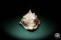 Preview: Cassis tuberosa eine Schnecke