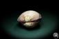 Preview: Antigona magnifica (4102) a shell from Indo-Pacific | Conchylia | Shells & Brachiopods