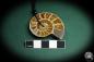 Preview: Cleoniceras spec. (4426) a gem from fossils from Madagascar | Nature jewelry | From Fossils