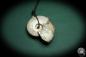 Preview: Cleoniceras spec. (4435) a gem from fossils from Madagascar | Nature jewelry | From Fossils