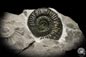 Preview: Orthosphinctes proinconditus (4715) a cephalopod from Germany | Fossils | Cephalopods