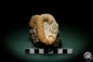 Preview: Acrioceras tabarelli (4890) a cephalopod from Morocco | Fossils | Cephalopods