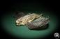 Preview: Dactyloptena orientalis (5068) a fishe from Indo-Pacific | Taxidermy | Fishes