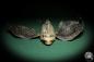 Preview: Dactyloptena orientalis (5068) a fishe from Indo-Pacific | Taxidermy | Fishes