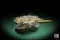 Preview: Dactyloptena orientalis (5068) a fishe from Indo-Pacific | Taxidermy | Fishes