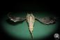 Preview: Dactyloptena orientalis (5068) a fishe from Indo-Pacific | Taxidermy | Fishes