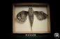 Preview: Dactyloptena orientalis (5068) a fishe from Indo-Pacific | Taxidermy | Fishes