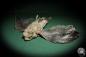 Preview: Dactyloptena orientalis (5069) a fishe from Indo-Pacific | Taxidermy | Fishes