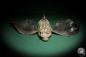 Preview: Dactyloptena orientalis (5069) a fishe from Indo-Pacific | Taxidermy | Fishes