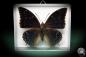 Preview: Charaxes tiridates (5161) a butterfly from Africa | Taxidermy | Butterflies