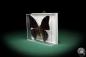 Preview: Charaxes tiridates (5161) a butterfly from Africa | Taxidermy | Butterflies