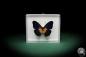 Preview: Cethosia lamarckii (5164) a butterfly from Asia | Taxidermy | Butterflies