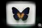 Preview: Cethosia lamarckii (5164) a butterfly from Asia | Taxidermy | Butterflies