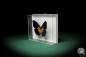 Preview: Cethosia lamarckii (5164) a butterfly from Asia | Taxidermy | Butterflies