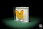 Preview: Phoebis argante (5217) a butterfly from South America | Taxidermy | Butterflies