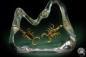 Preview: Leiurus spec. (5288) a taxidermy in acrylic from Southern China | Taxidermy | Taxidermy in Acrylic