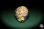 Preview: Cypraea tigris pardalis (5302) a snail from Indian Ocean | Conchylia | Snails