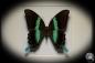 Preview: Papilio blumei (5318) a butterfly from Indonesia | Taxidermy | Butterflies