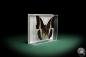 Preview: Charaxes brutus (5324) a butterfly from Africa | Taxidermy | Butterflies