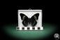 Preview: Panacea prola (5329) a butterfly from South America | Taxidermy | Butterflies