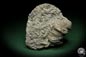 Preview: Cystiphyllum tenue (5477) a coral from Sweden | Fossils | Corals