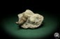 Preview: Dalmanophyllum spec. (5482) a coral from Sweden | Fossils | Corals