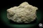 Preview: Dalmanophyllum spec. (5482) a coral from Sweden | Fossils | Corals