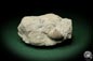 Preview: Dalmanophyllum spec. (5484) a coral from Sweden | Fossils | Corals