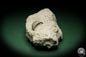 Preview: Dalmanophyllum spec. (5484) a coral from Sweden | Fossils | Corals