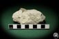 Preview: Dalmanophyllum spec. (5484) a coral from Sweden | Fossils | Corals