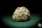 Preview: Syringopora spec. (5500) a coral from Sweden | Fossils | Corals