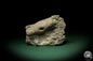 Preview: Crinoidea ssp. (5501) a echinoderm from Sweden | Fossils | Echinoderms