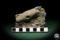 Preview: Crinoidea ssp. (5501) a echinoderm from Sweden | Fossils | Echinoderms