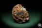 Preview: Hemimorphite XX on Limonite (5587) a mineral from Mexico | Minerals | Global