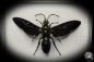 Preview: Megascolia procer (5617) a insect from Southeast Asia | Taxidermy | Other Insects