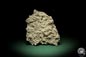 Preview: Cnidaria ssp. & Bryozoa ssp. (5714) a coral from Sweden | Fossils | Corals