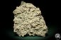 Preview: Cnidaria ssp. & Bryozoa ssp. (5714) a coral from Sweden | Fossils | Corals