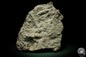 Preview: Cnidaria ssp. & Bryozoa ssp. (5714) a coral from Sweden | Fossils | Corals