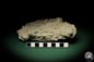 Preview: Cnidaria ssp. & Bryozoa ssp. (5714) a coral from Sweden | Fossils | Corals