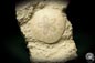 Preview: Scutella faujasi (5916) a echinoderm from France | Fossils | Echinoderms