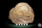 Preview: Verkieseltes Araukarienholz (6331) a fossil plant from Madagascar | Fossils | Plants