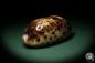 Preview: Chelycypraea testudinaria (6868) a snail from Philippines | Conchylia | Snails