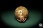 Preview: Leporicypraea mappa (6880) a snail from Philippines | Conchylia | Snails