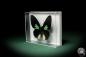 Preview: Parides sesostris (7103) a butterfly from South America | Taxidermy | Butterflies