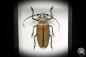 Preview: Enoplocerus armillatus (7158) a beetle from South America | Taxidermy | Beetles