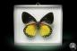 Preview: Delias oraia (7831) a butterfly from Indonesia | Taxidermy | Butterflies