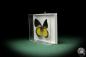 Preview: Delias oraia (7831) a butterfly from Indonesia | Taxidermy | Butterflies