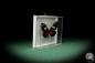 Preview: Heliconius doris (7835) a butterfly from South America | Taxidermy | Butterflies