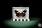 Preview: Heliconius doris (7835) a butterfly from South America | Taxidermy | Butterflies