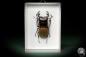 Preview: Odontolabis brookeana (7862) a beetle from Borneo | Taxidermy | Beetles